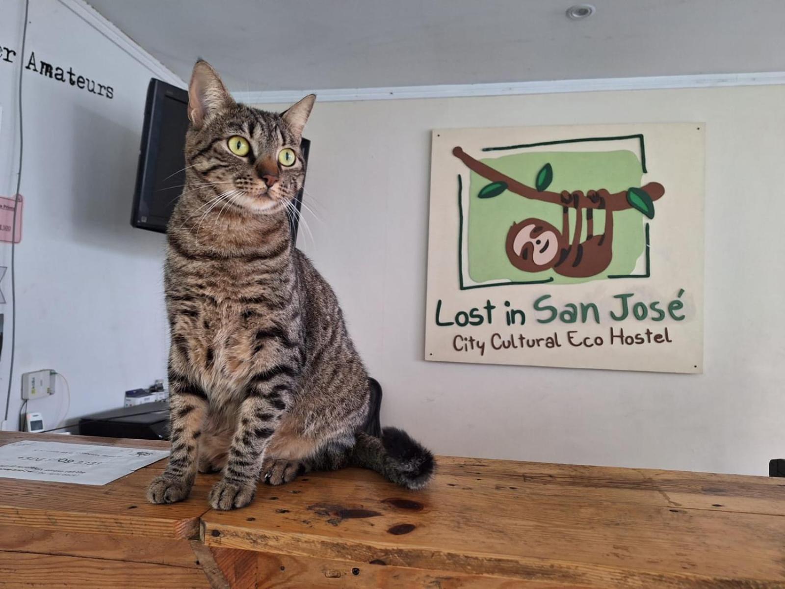 Lost In San Jose Hotel & Hostel المظهر الخارجي الصورة